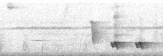 Arrowhead Piculet - ML11524