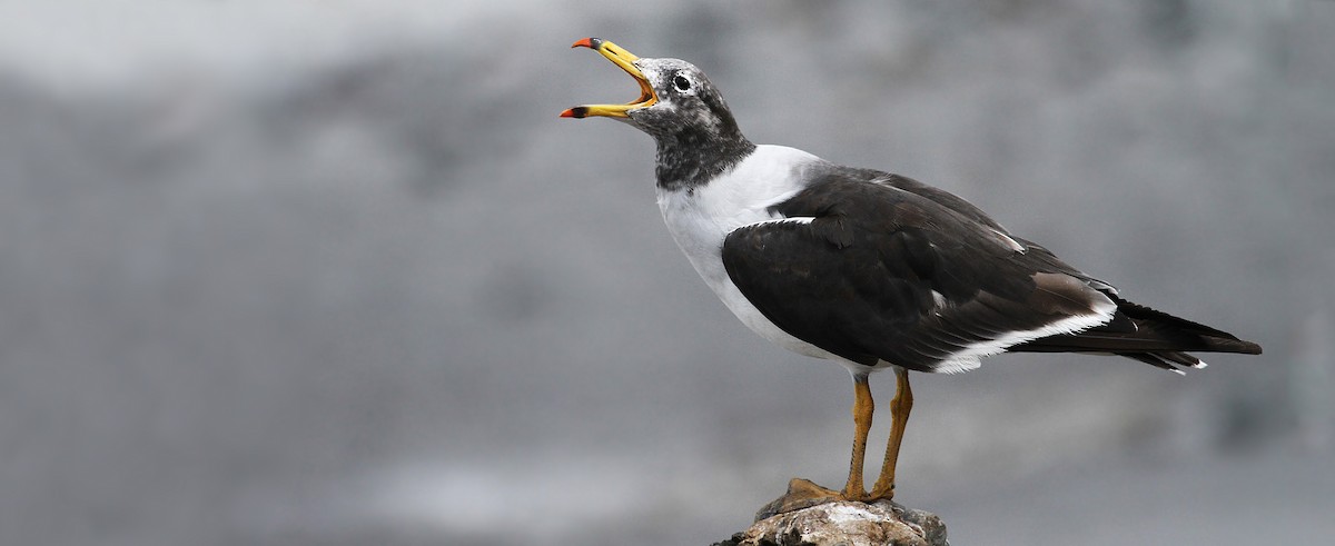 Belcher's Gull