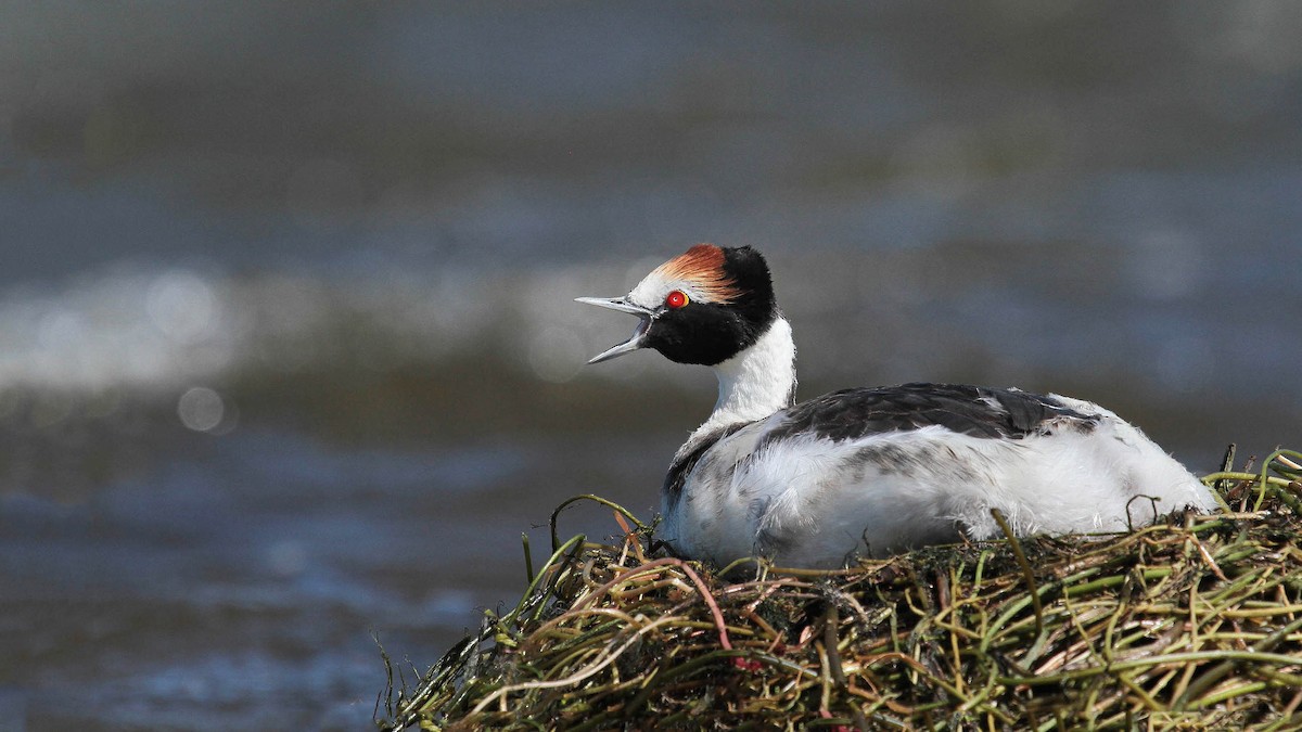 Hooded Grebe