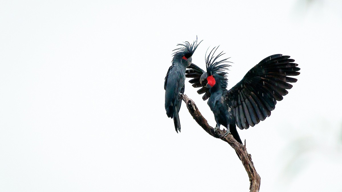 Palm Cockatoo