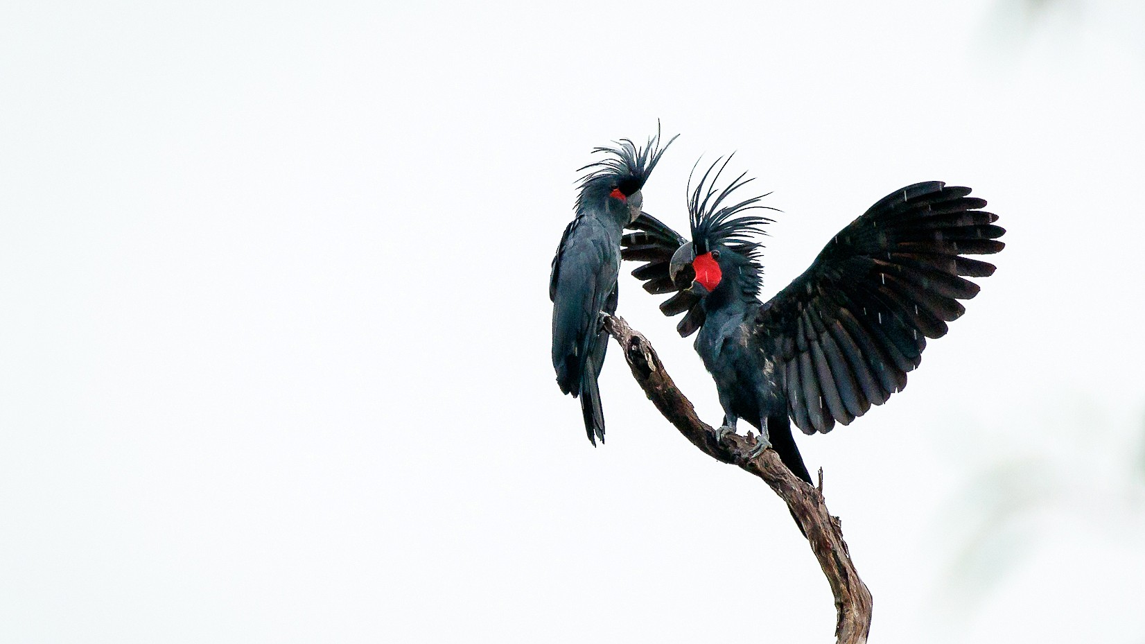 Sumatran Ground-Cuckoo