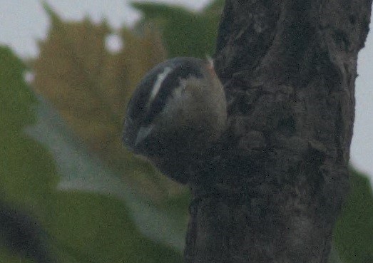 Red-breasted Nuthatch - ML115246651