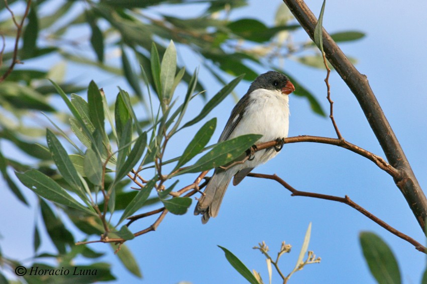 White-bellied Seedeater - ML115247291
