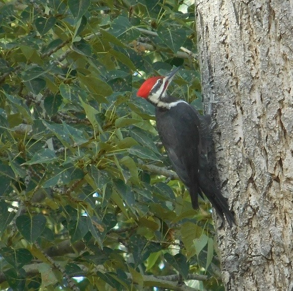 Pileated Woodpecker - ML115249091