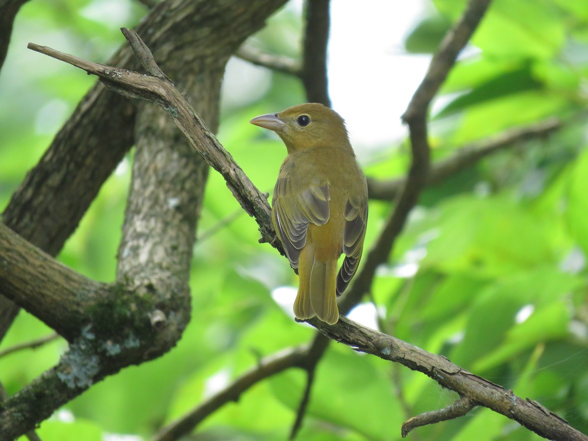 Summer Tanager - Cole DiFabio
