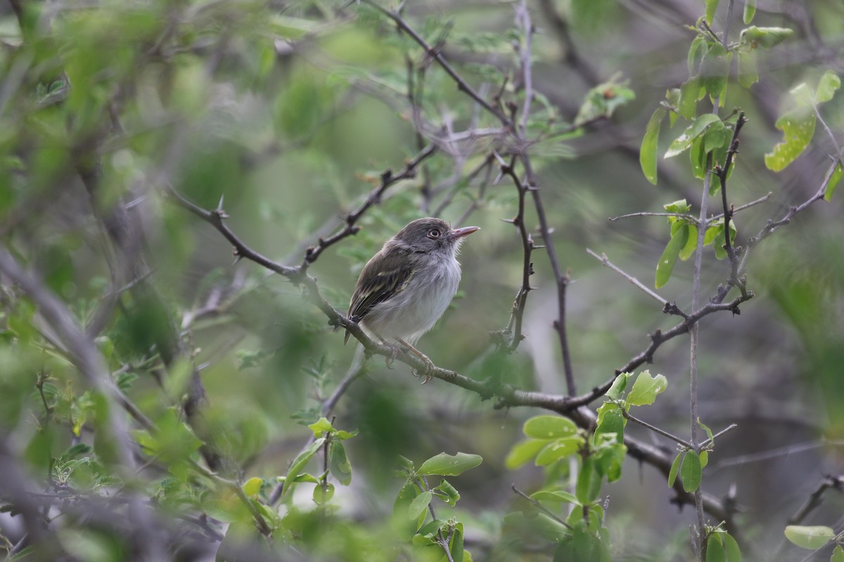 Pearly-vented Tody-Tyrant - ML115249401