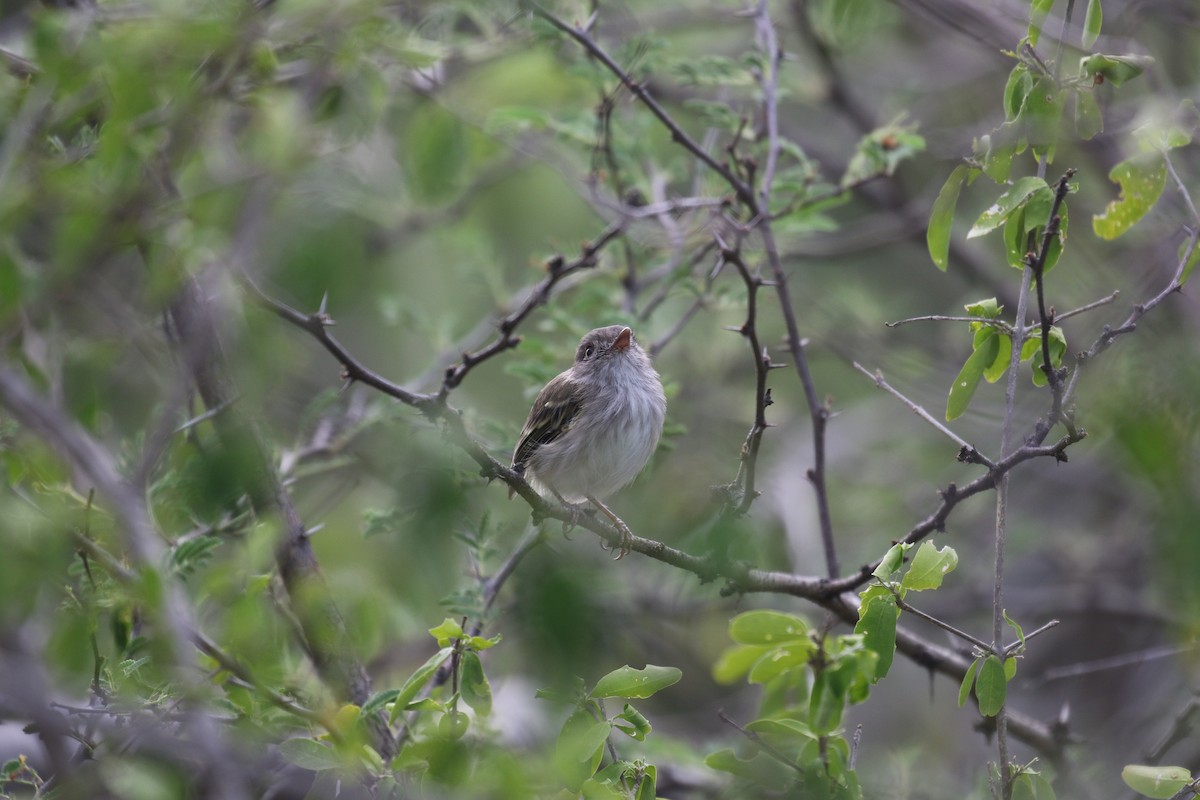 Pearly-vented Tody-Tyrant - ML115249431