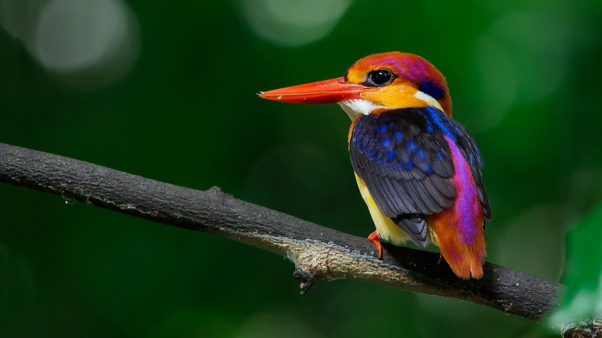 Black-backed Dwarf-Kingfisher