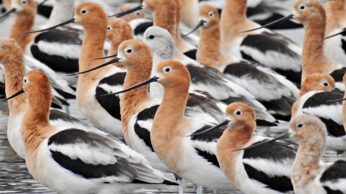 American Avocet