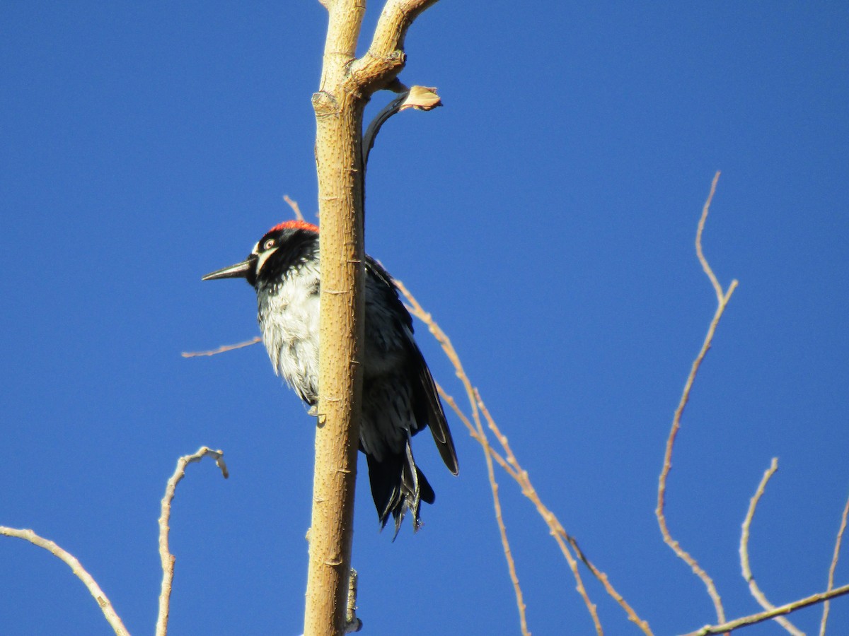 Acorn Woodpecker - ML115255211