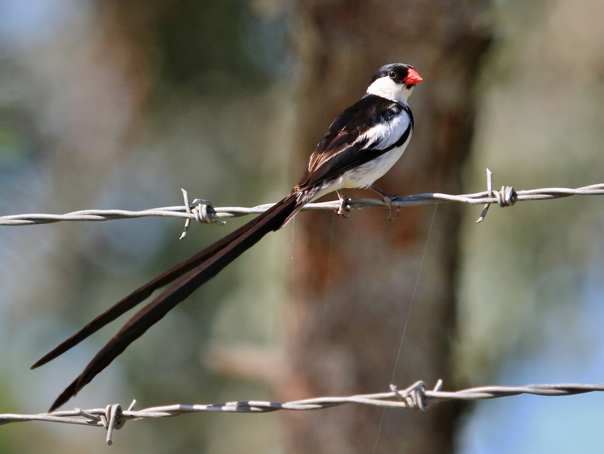 Pin-tailed Whydah - Christine Jacobs