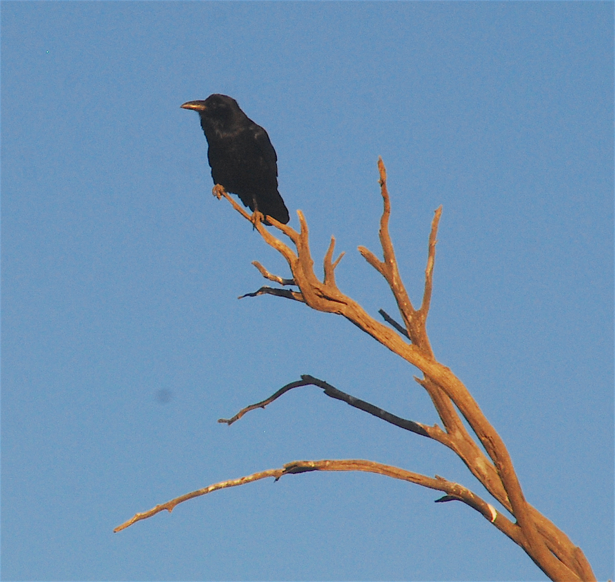 Common Raven - ML115259531