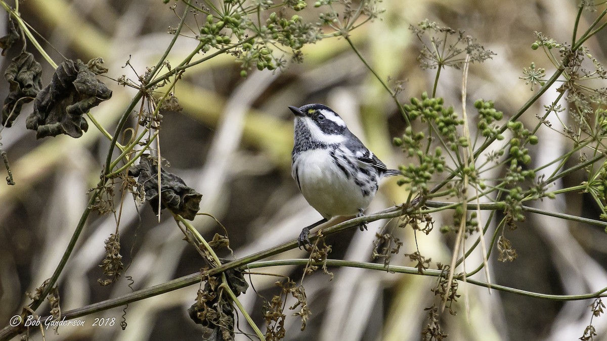 Black-throated Gray Warbler - Bob Gunderson