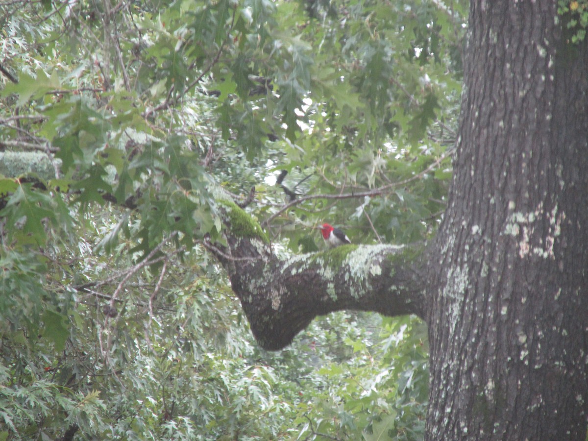 Red-headed Woodpecker - ML115263411