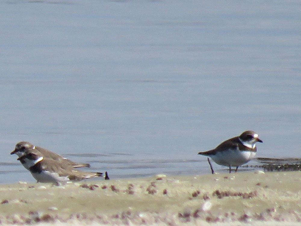 Semipalmated Plover - ML115263451
