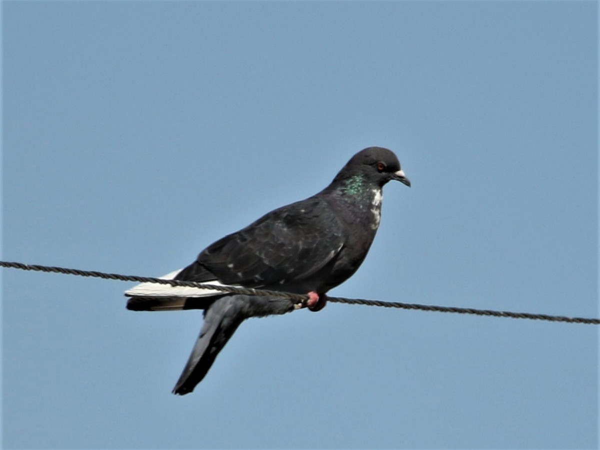 Rock Pigeon (Feral Pigeon) - Robert n Cynthia Danielson