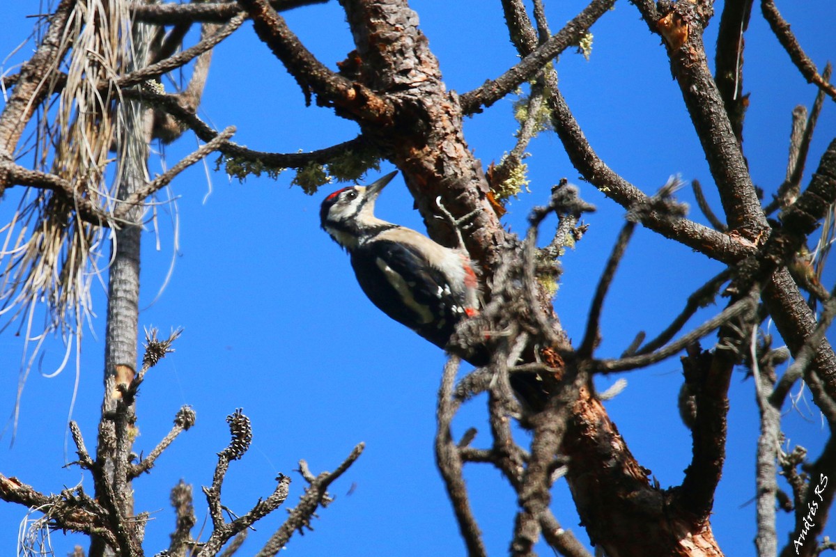 Great Spotted Woodpecker - ML115269871