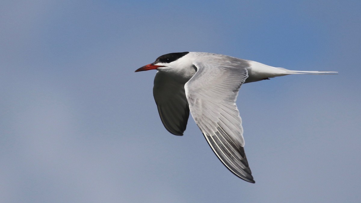 Common Tern - Alvan Buckley