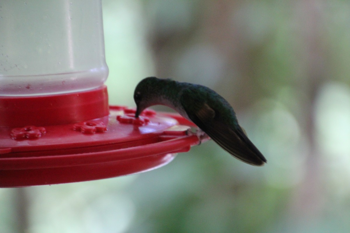 Stripe-tailed Hummingbird - Bud Poole 🌳