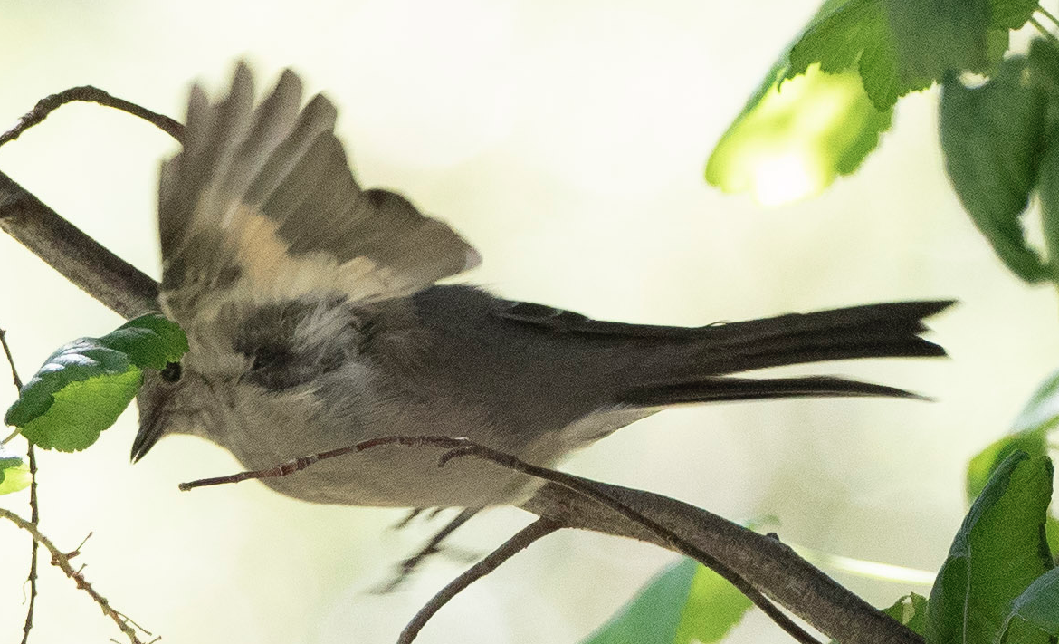Townsend's Solitaire - ML115274951