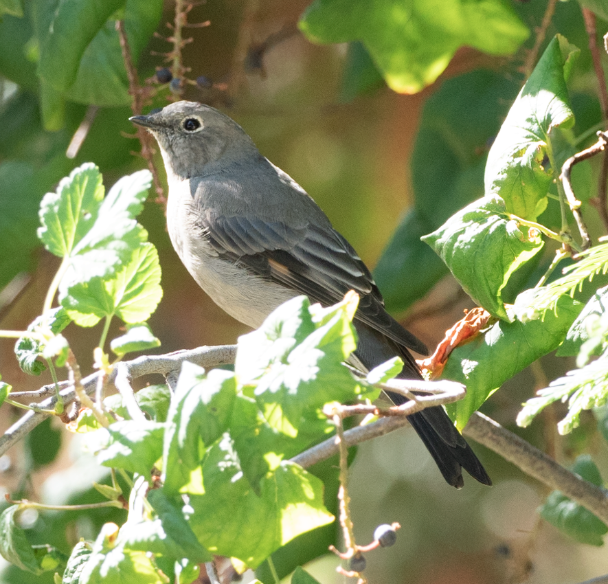 Townsend's Solitaire - Eric Goodill