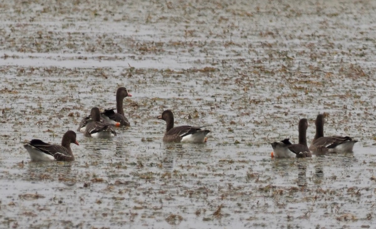 Greater White-fronted Goose - ML115275531