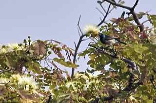 Oustalet's Sunbird (Angola) - Daphne Gemmill