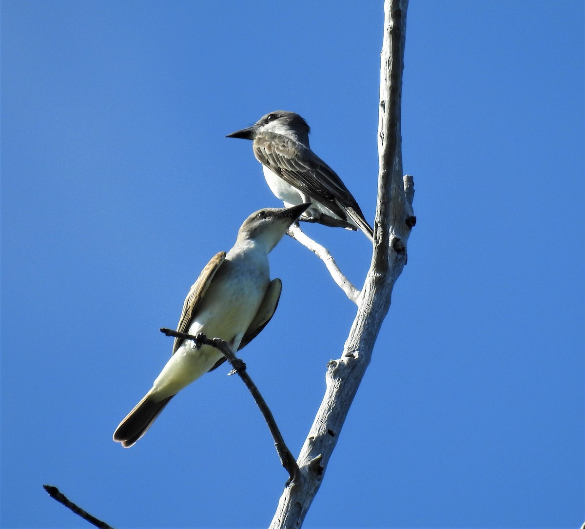 Gray Kingbird - david gabay