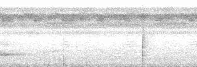 Weißband-Ameisenvogel - ML115278