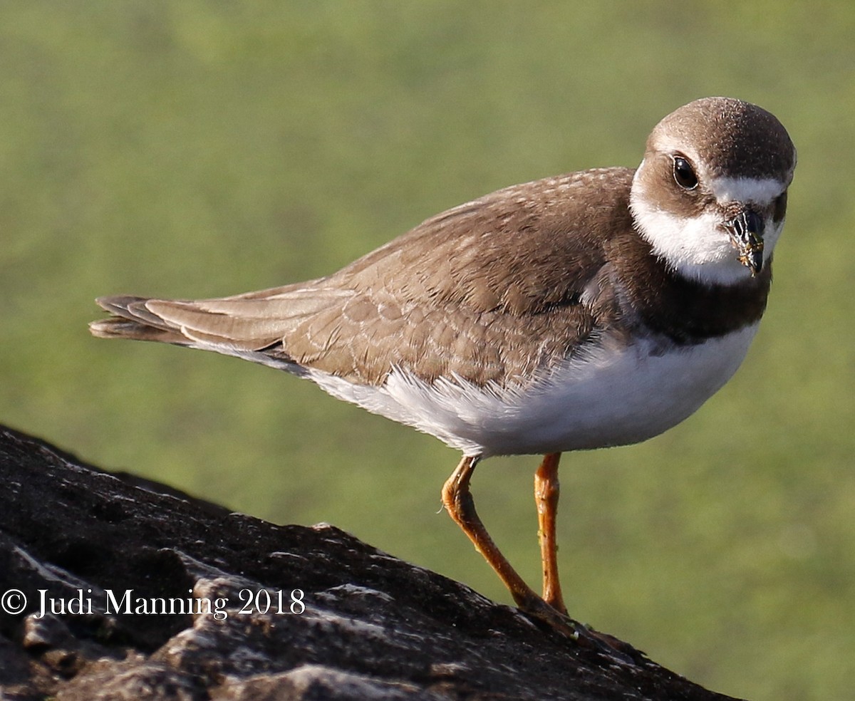 Semipalmated Plover - ML115279611