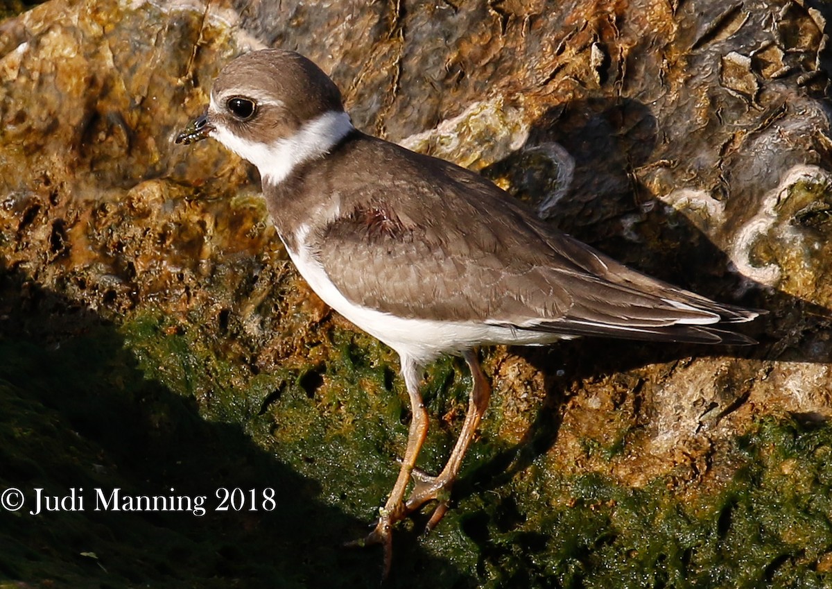 Semipalmated Plover - ML115279631