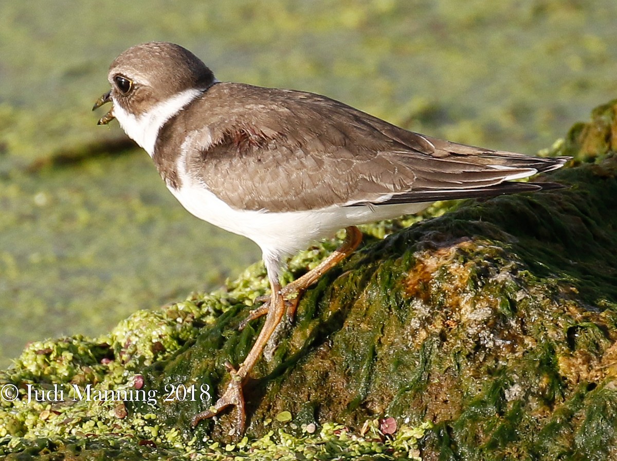 Semipalmated Plover - ML115279641