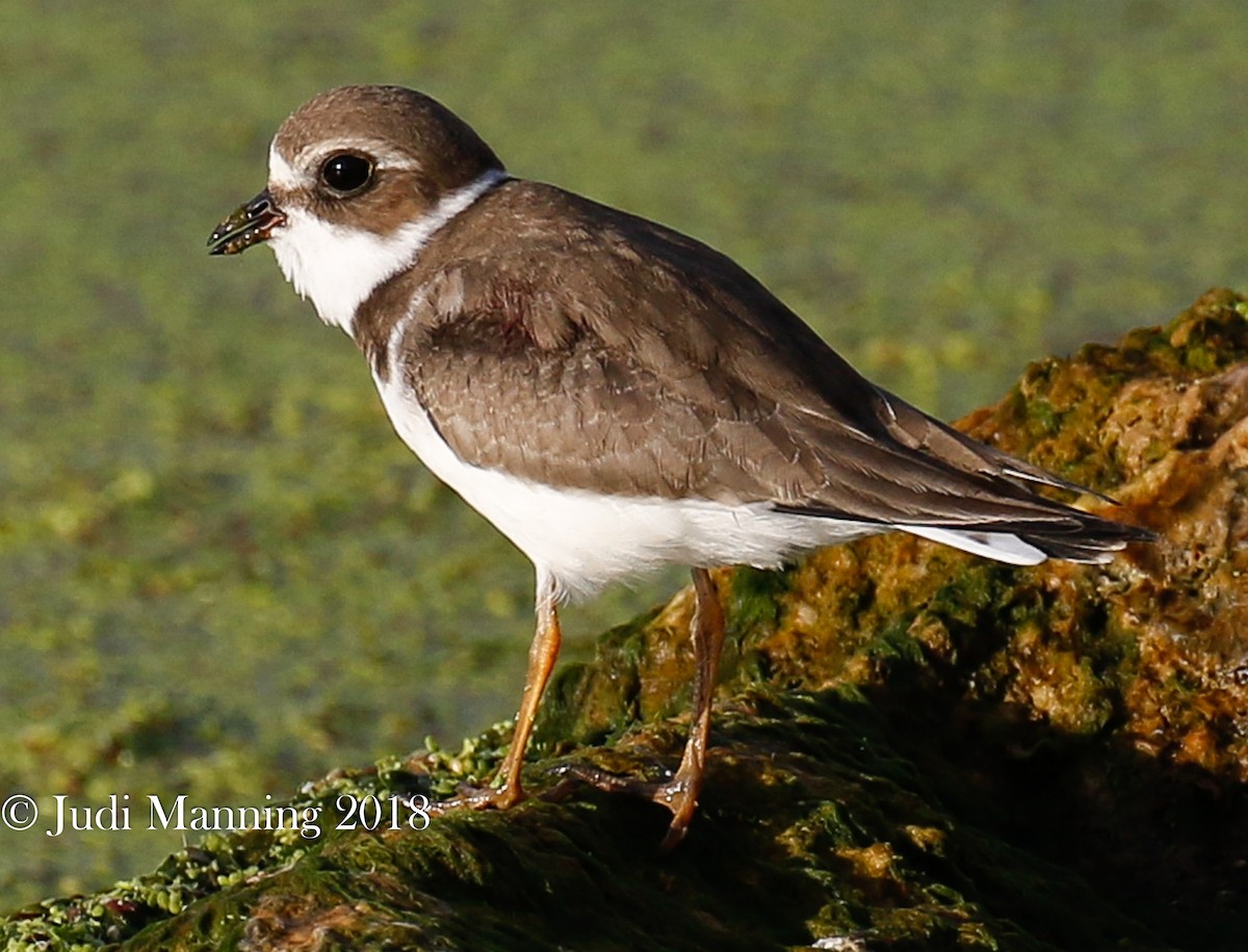 Semipalmated Plover - ML115279651