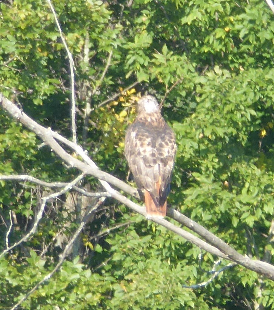 Red-tailed Hawk - ML115290031