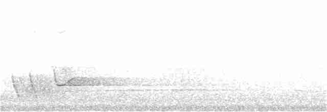 Серогрудый питуи - ML115290621