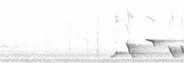 Серогрудый питуи - ML115290651