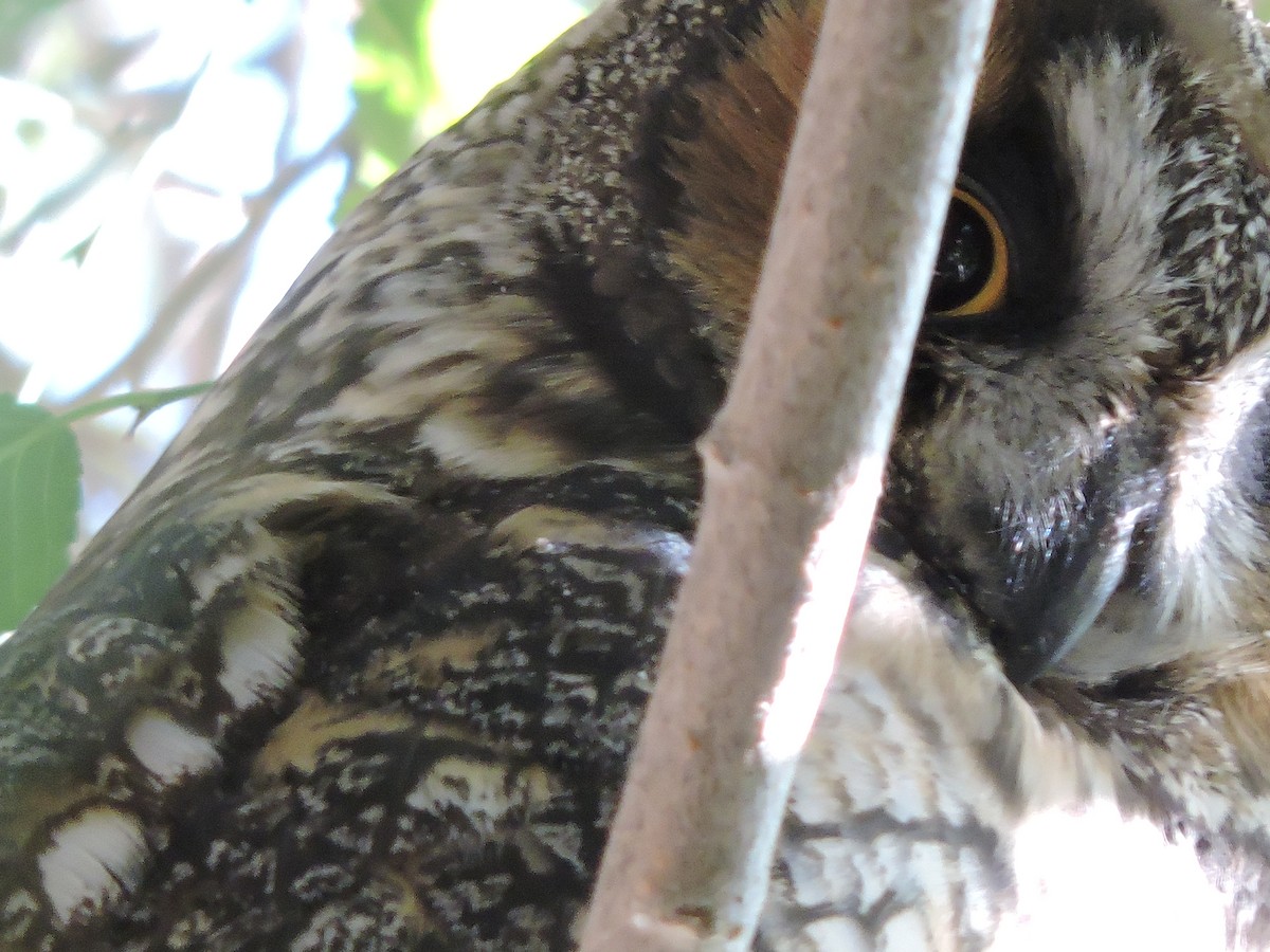 Long-eared Owl - Pat Weber