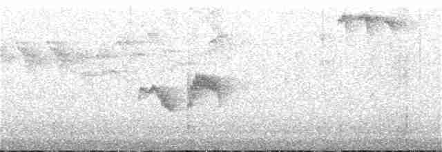 Kuzey Sorguçlu Sinekkapan - ML115301231