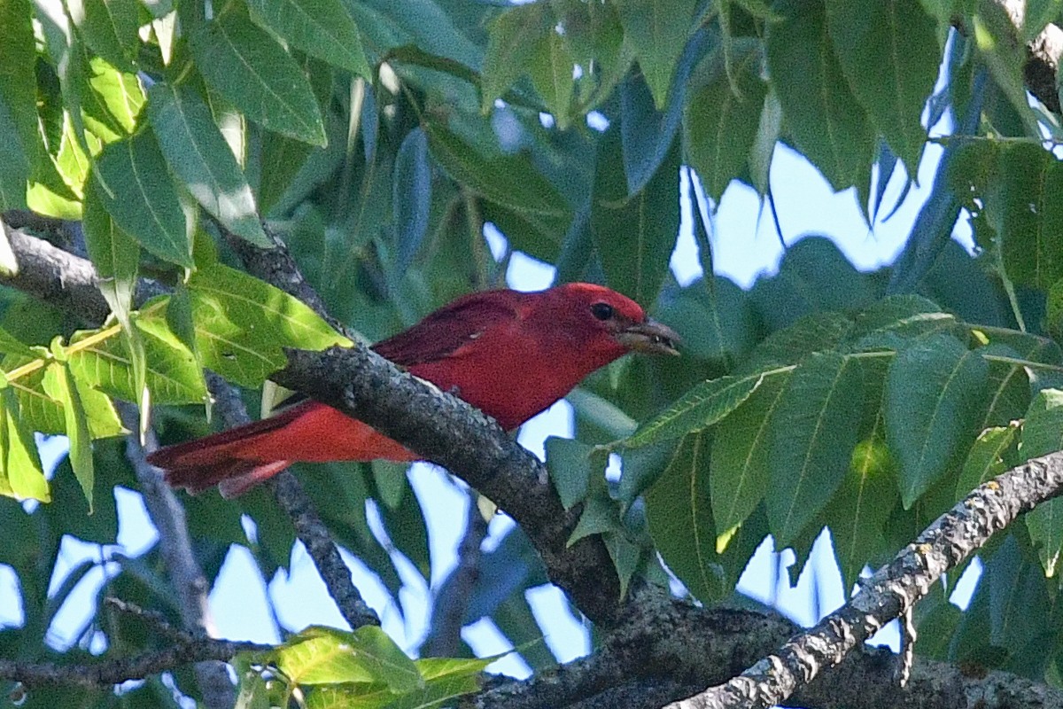 Summer Tanager - George Chiu