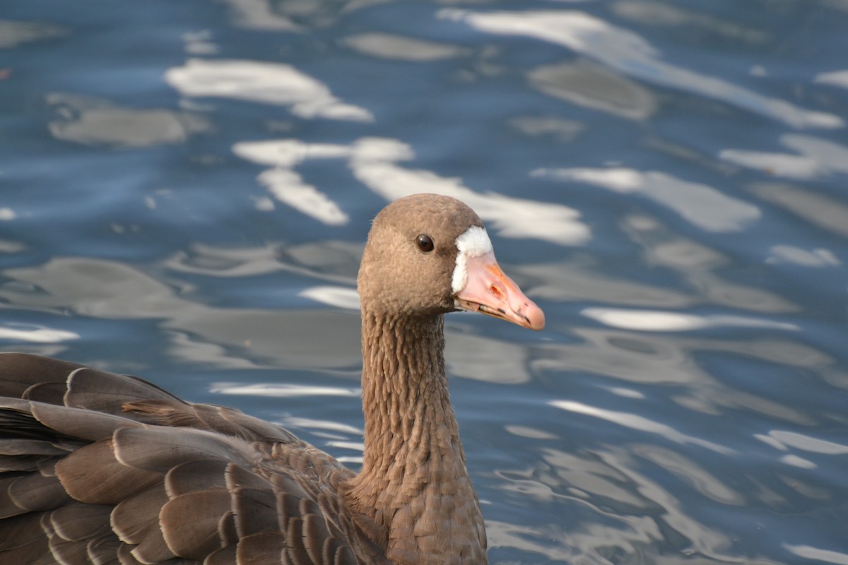 Greater White-fronted Goose - ML115304371