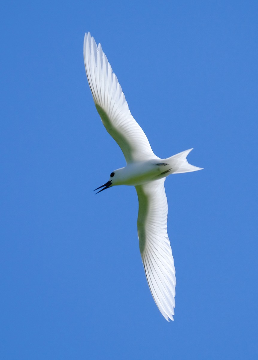 White Tern - David Zittin