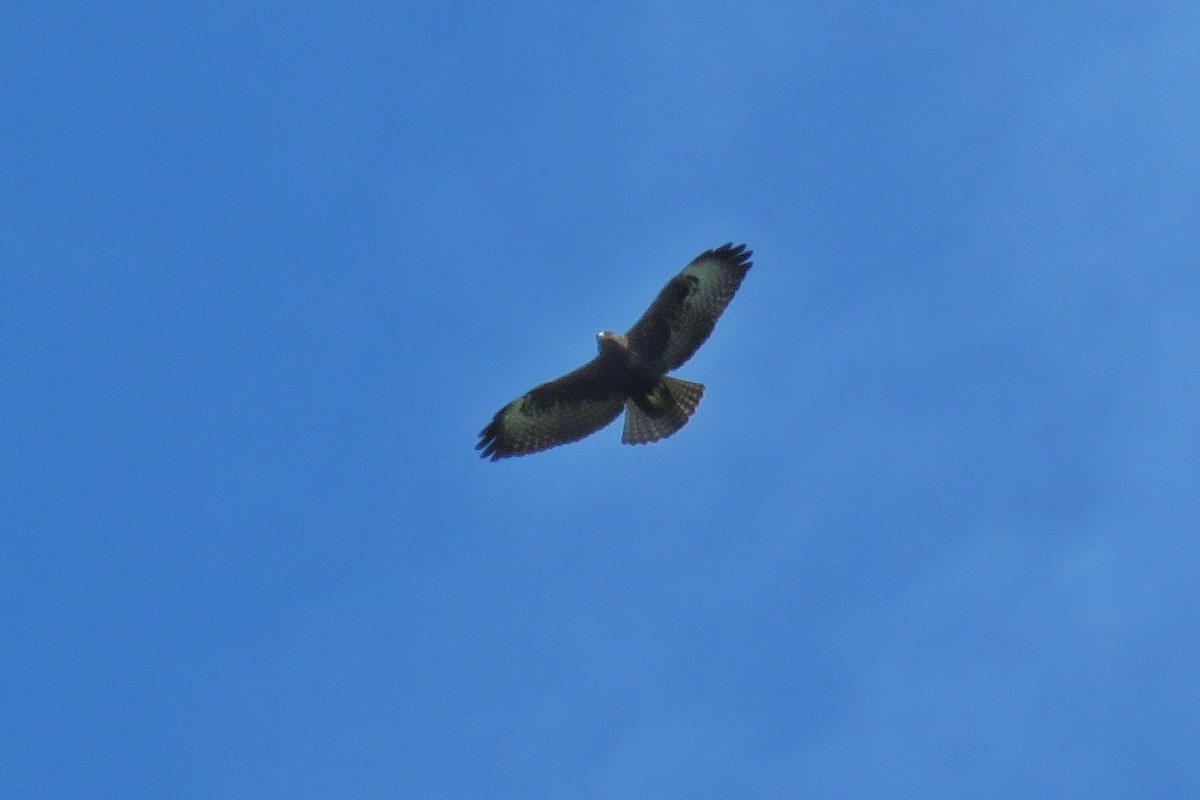 Short-tailed Hawk - ML115306531
