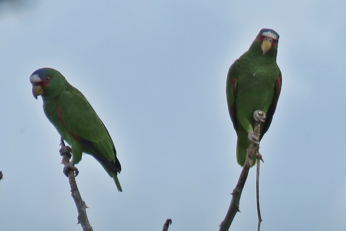 White-fronted Parrot - ML115306881