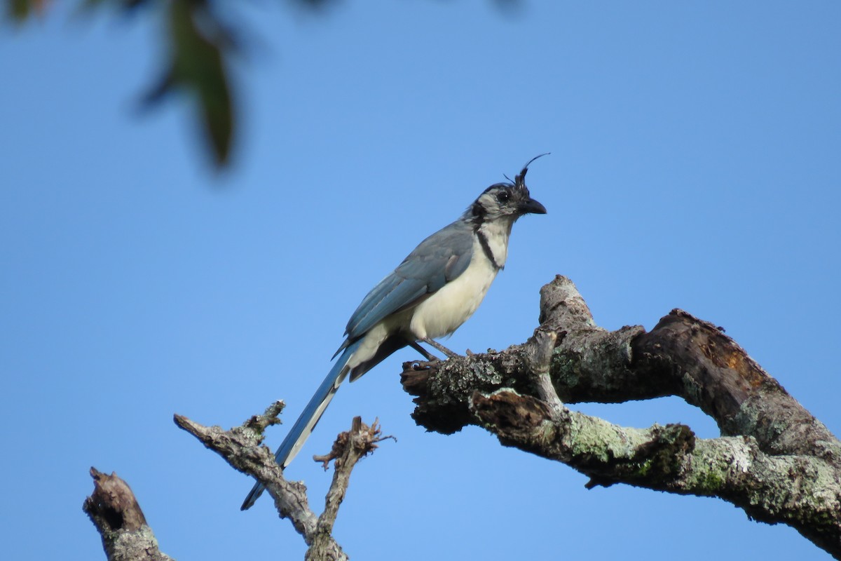 White-throated Magpie-Jay - ML115307481