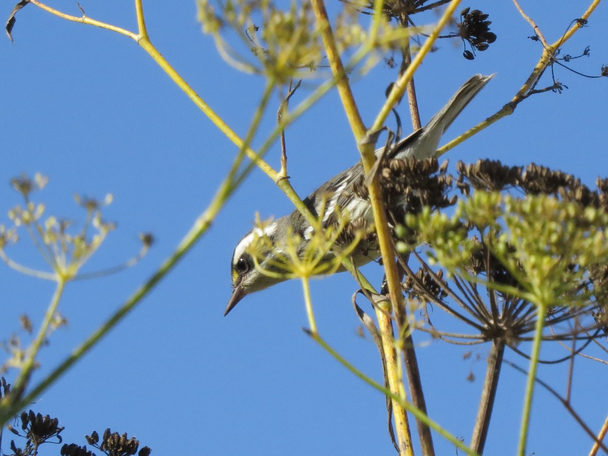Black-throated Gray Warbler - ML115307521
