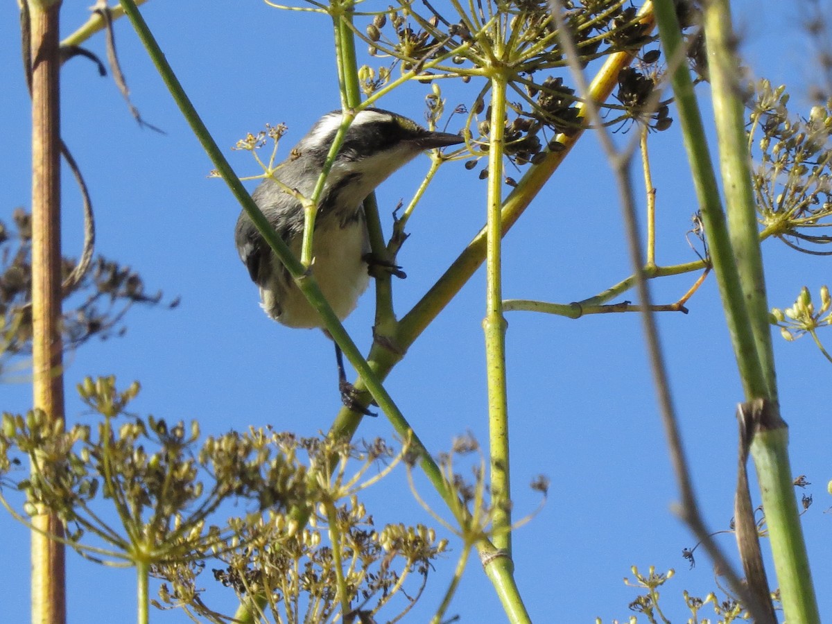 Black-throated Gray Warbler - Norka Saldana