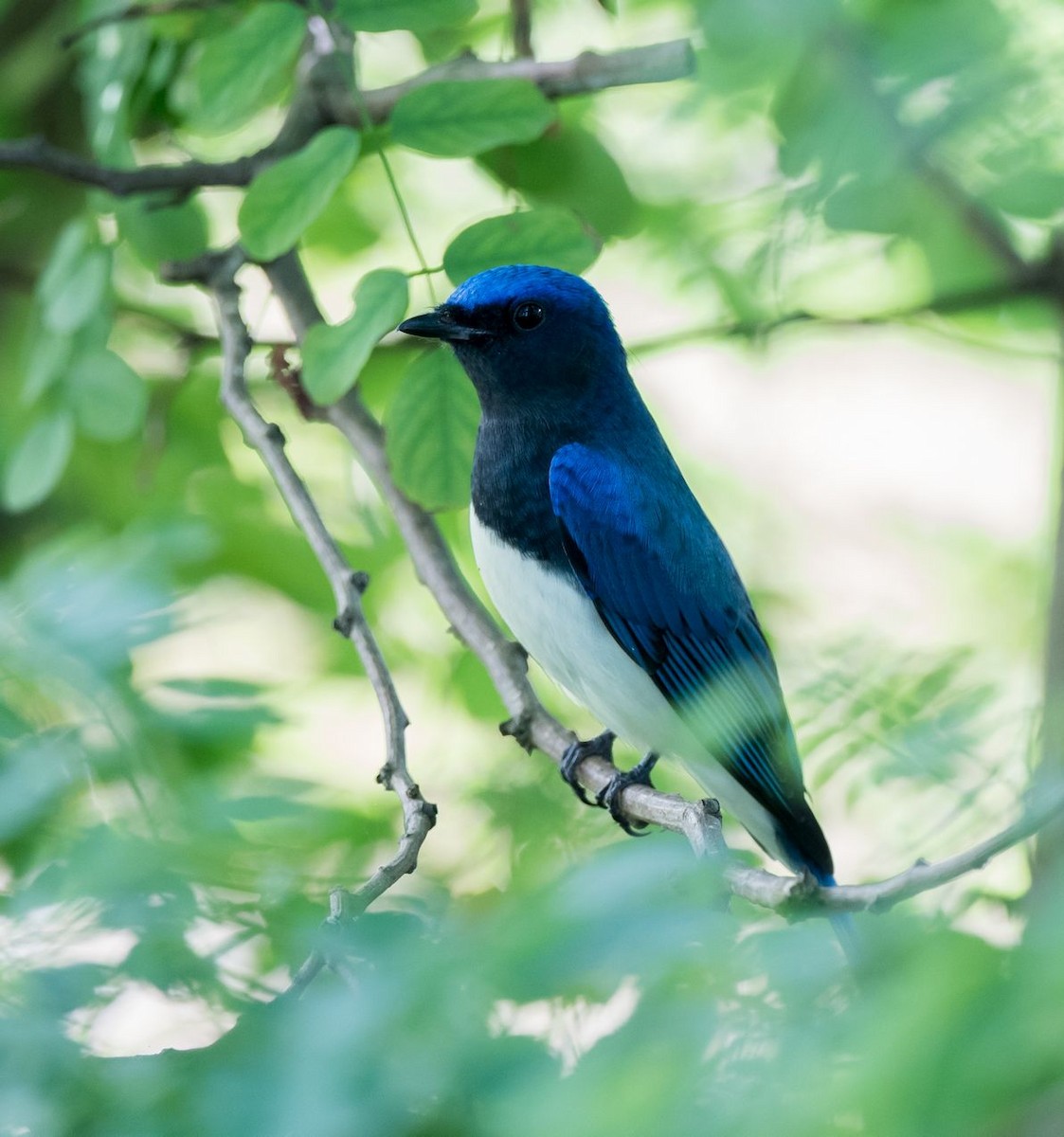 Blue-and-white Flycatcher - ML115309451