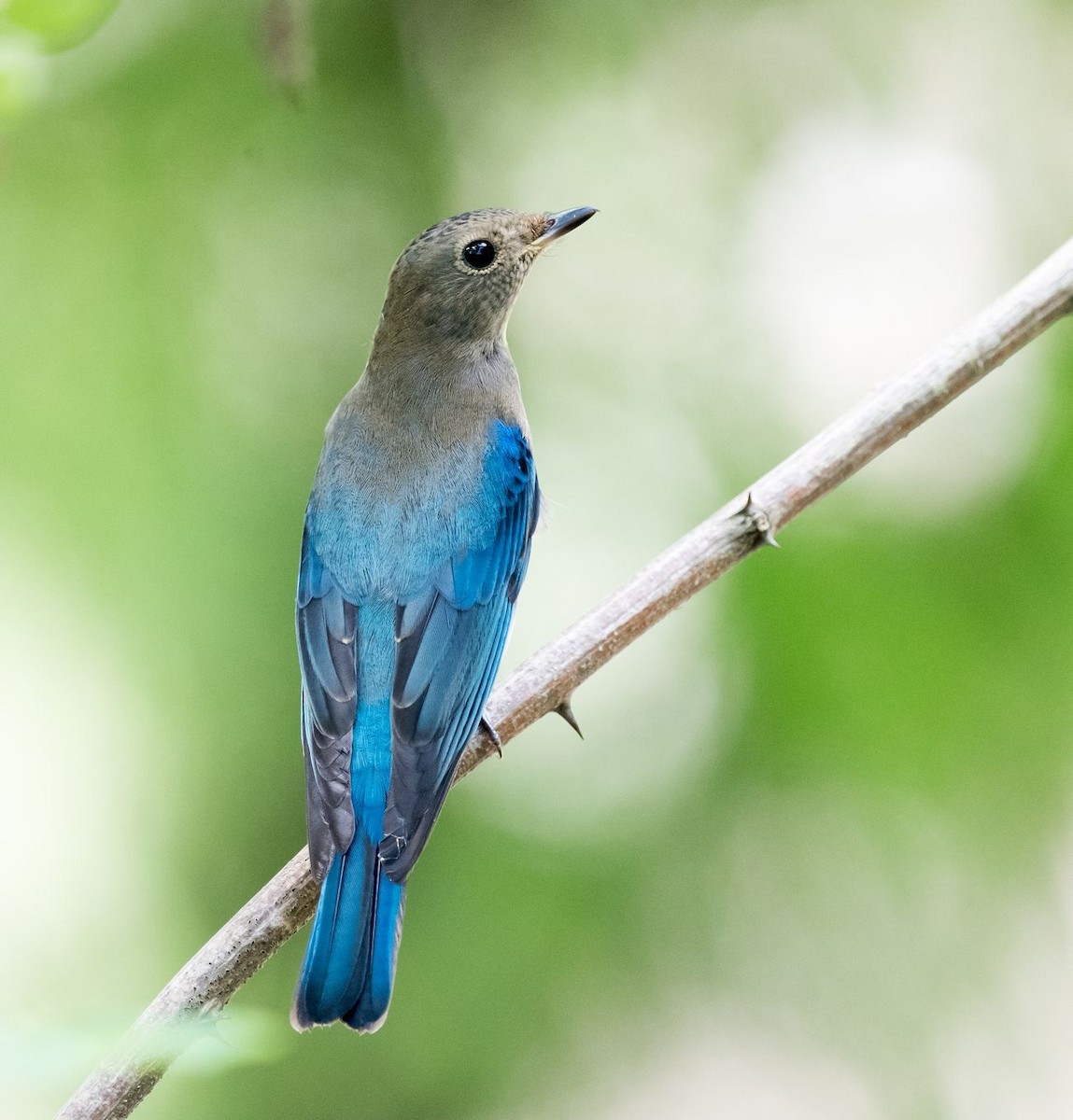 Blue-and-white Flycatcher - ML115309491