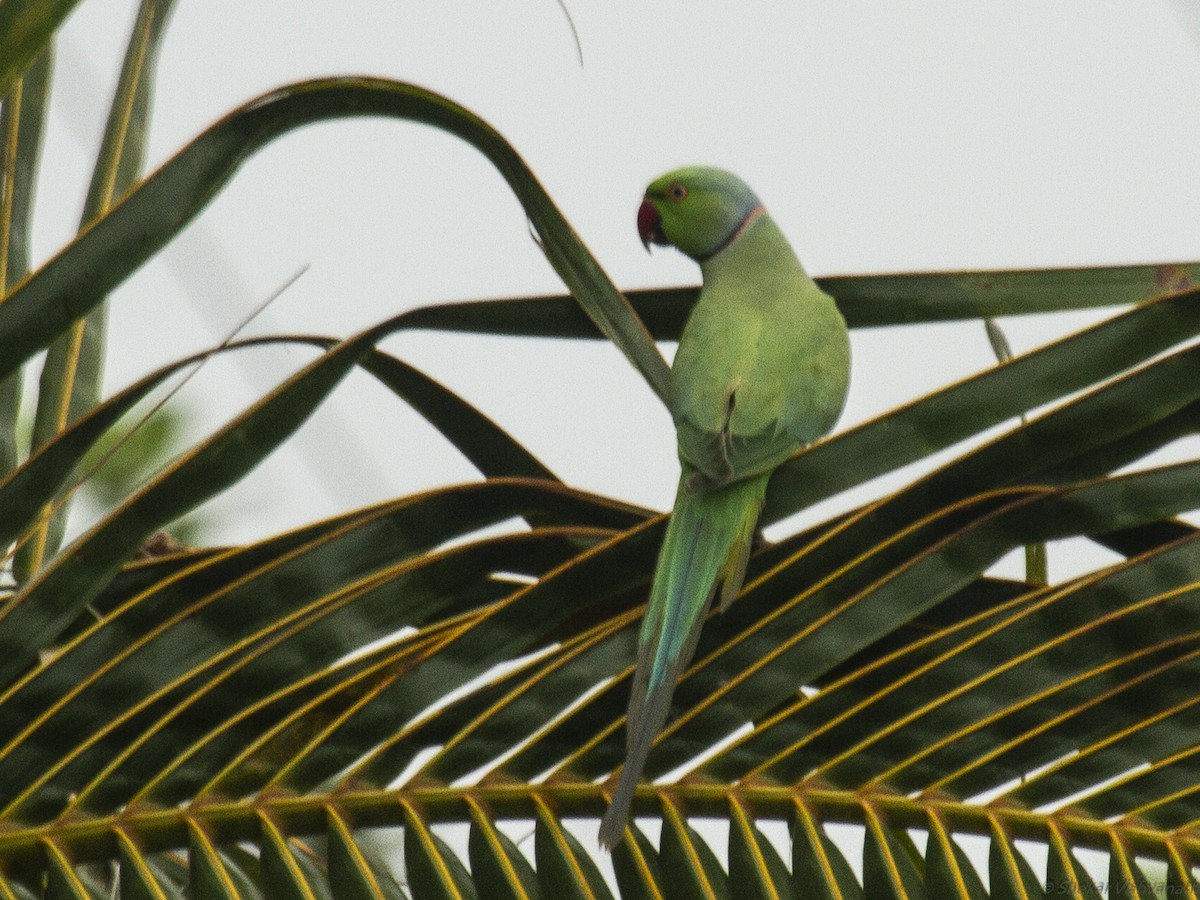 Rose-ringed Parakeet - Shekar Vishvanath