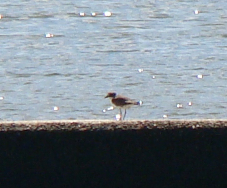 Semipalmated Plover - ML115311671
